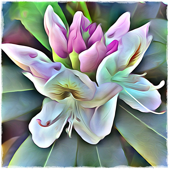 Rhododendron - fine art photography for licensing
