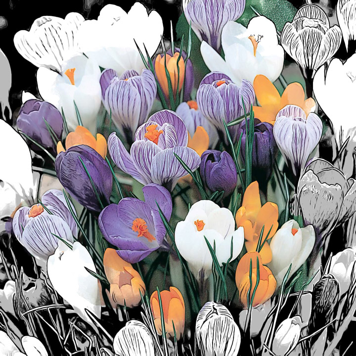 Spring Has Sprung - fine art photography for licensing